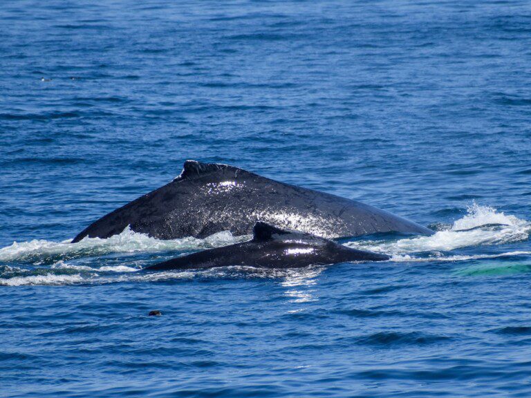 Hyannis Whale Watcher Cruises